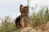YORKSHIRE TERRIER 405